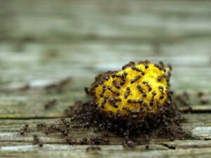15 home remedies against ants How to drive the little 300x225 - 15 home remedies against ants: How to drive the little pests out of the house