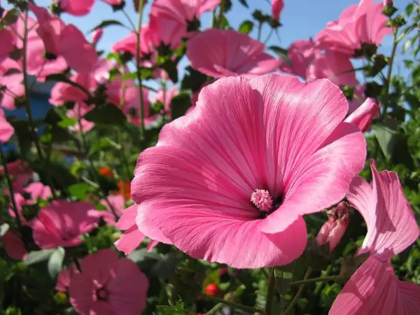 1648896001 559 Cut mallow this way the bush mallow will bloom - Cut mallow - this way the bush mallow will bloom longer