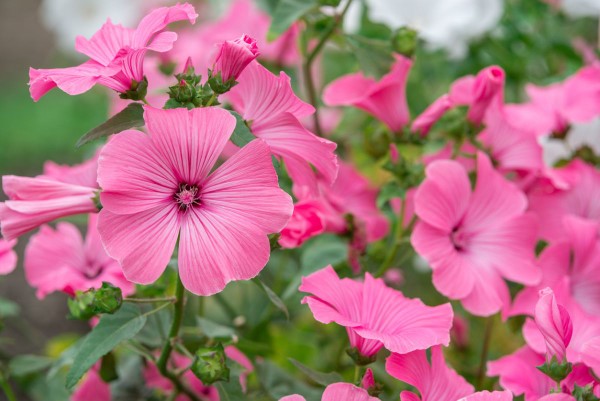 1648896006 724 Cut mallow this way the bush mallow will bloom - Cut mallow - this way the bush mallow will bloom longer