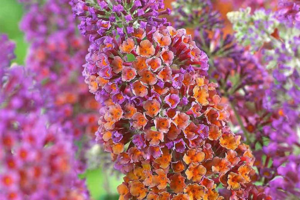 1648899764 317 When and how to cut summer lilac - When and how to cut summer lilac?