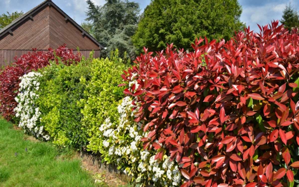 1648903845 134 Flowering shrubs as privacy screens offer privacy outdoors - Flowering shrubs as privacy screens offer privacy outdoors