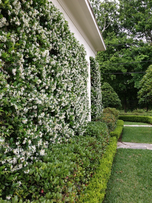 1648903853 240 Flowering shrubs as privacy screens offer privacy outdoors - Flowering shrubs as privacy screens offer privacy outdoors