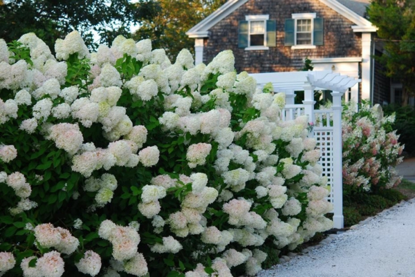 1648903854 908 Flowering shrubs as privacy screens offer privacy outdoors - Flowering shrubs as privacy screens offer privacy outdoors