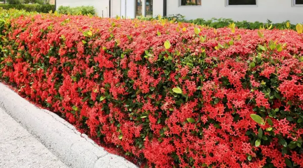 1648903856 812 Flowering shrubs as privacy screens offer privacy outdoors - Flowering shrubs as privacy screens offer privacy outdoors