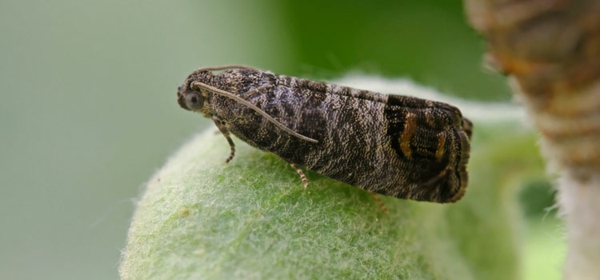1648913284 981 Fighting codling moths when and what to do about - Fighting codling moths - when and what to do about it