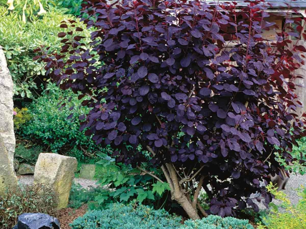 1648917468 662 7 fast growing shrubs for your garden - 7 fast-growing shrubs for your garden