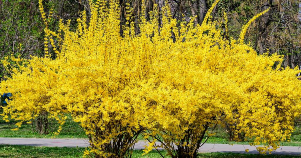 1648943695 141 Cut forsythia when and how The best professional tips for - Cut forsythia when and how: The best professional tips for more flowering in spring!