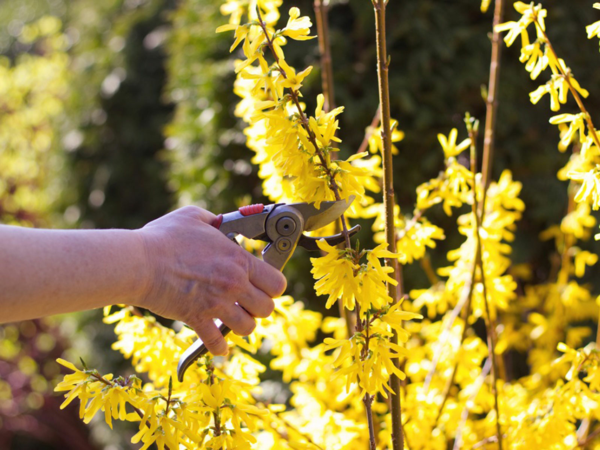 1648943697 40 Cut forsythia when and how The best professional tips for - Cut forsythia when and how: The best professional tips for more flowering in spring!