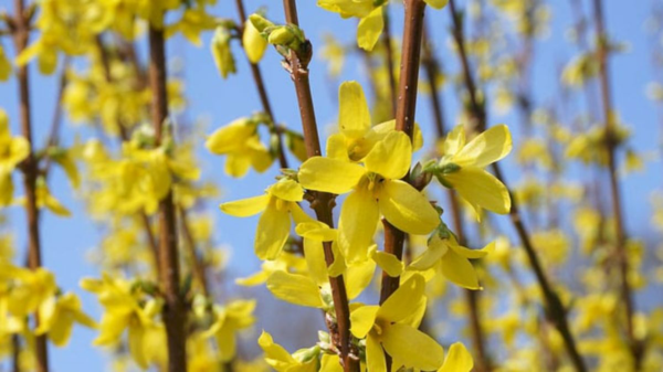 1648943701 913 Cut forsythia when and how The best professional tips for - Cut forsythia when and how: The best professional tips for more flowering in spring!