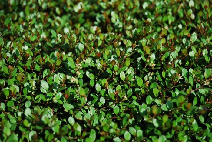 1649060039 861 Ground cover against weeds which plants are suitable for this - Ground cover against weeds: which plants are suitable for this?
