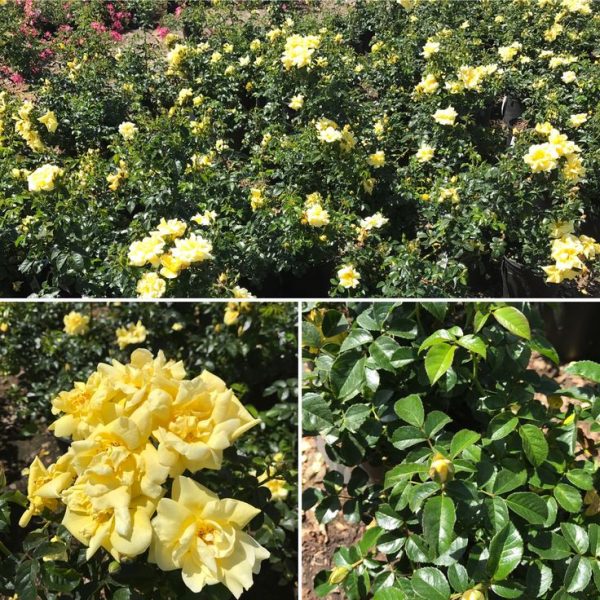 1649071733 190 Discover the most important tips for caring for ground cover - Discover the most important tips for caring for ground cover roses