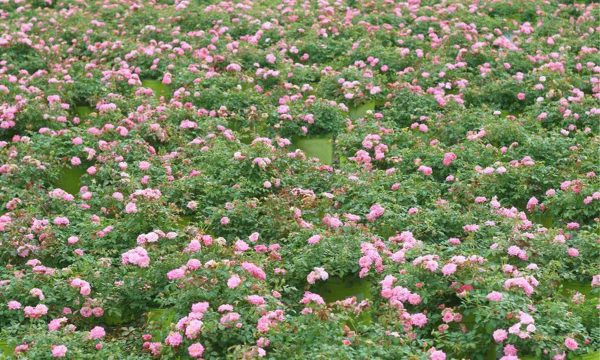 1649071733 468 Discover the most important tips for caring for ground cover - Discover the most important tips for caring for ground cover roses