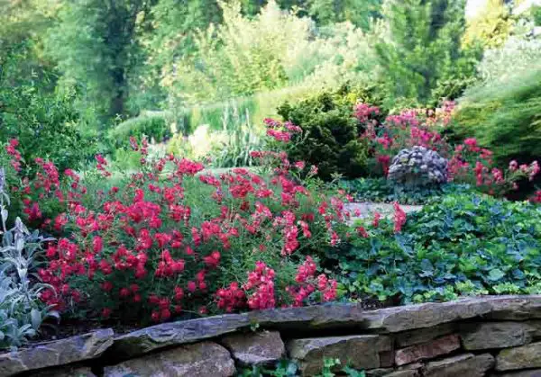 1649071736 693 Discover the most important tips for caring for ground cover - Discover the most important tips for caring for ground cover roses