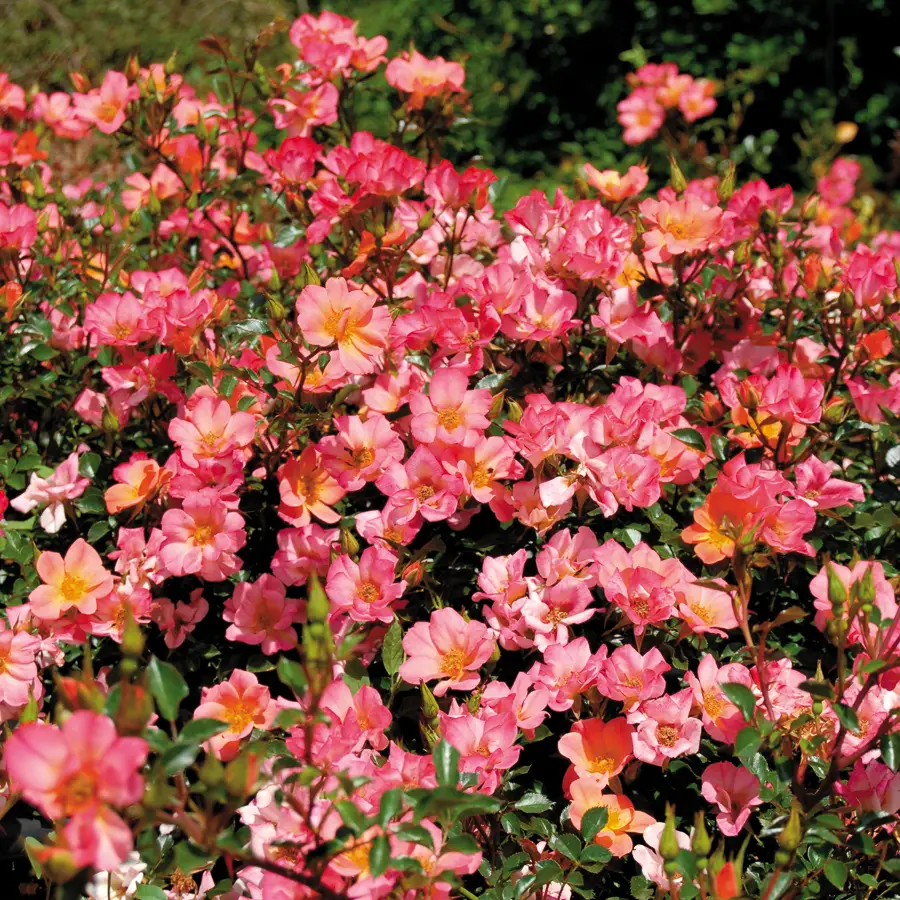 1649071738 62 Discover the most important tips for caring for ground cover - Discover the most important tips for caring for ground cover roses