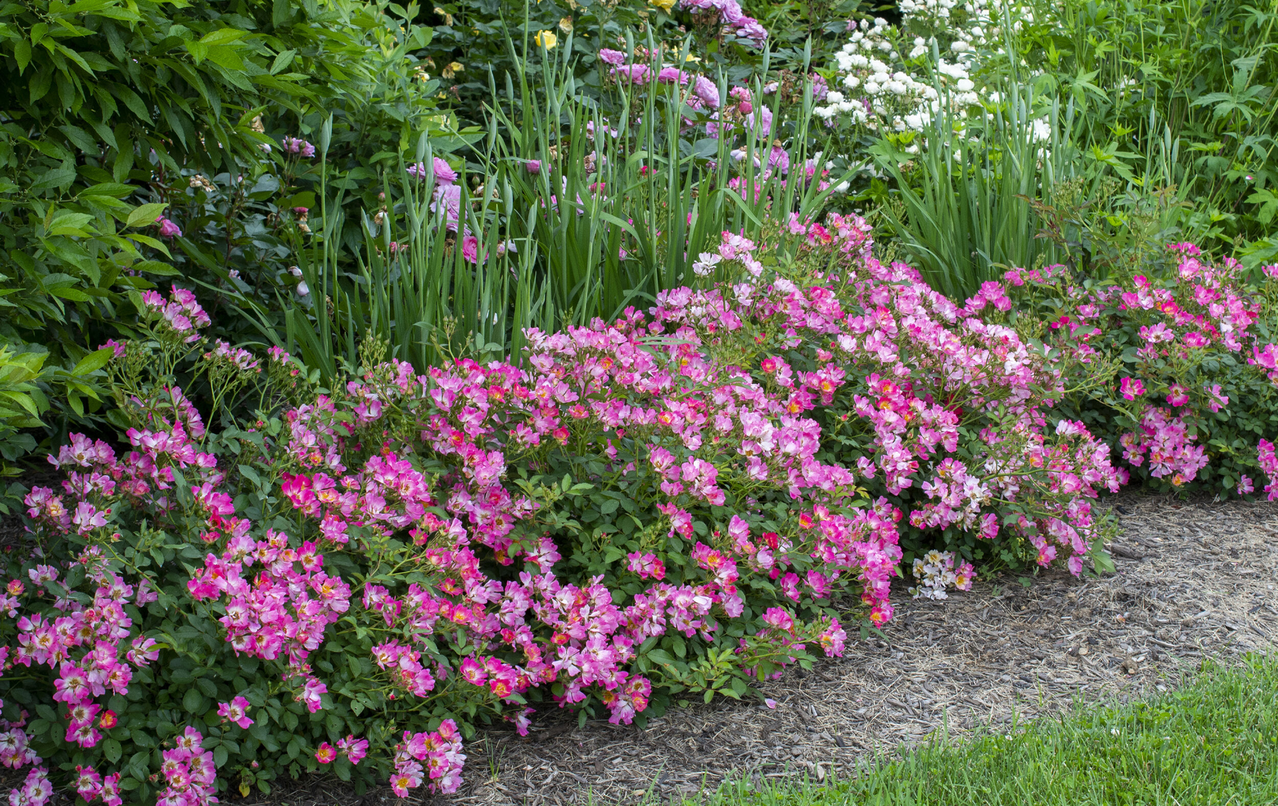 1649071739 35 Discover the most important tips for caring for ground cover - Discover the most important tips for caring for ground cover roses