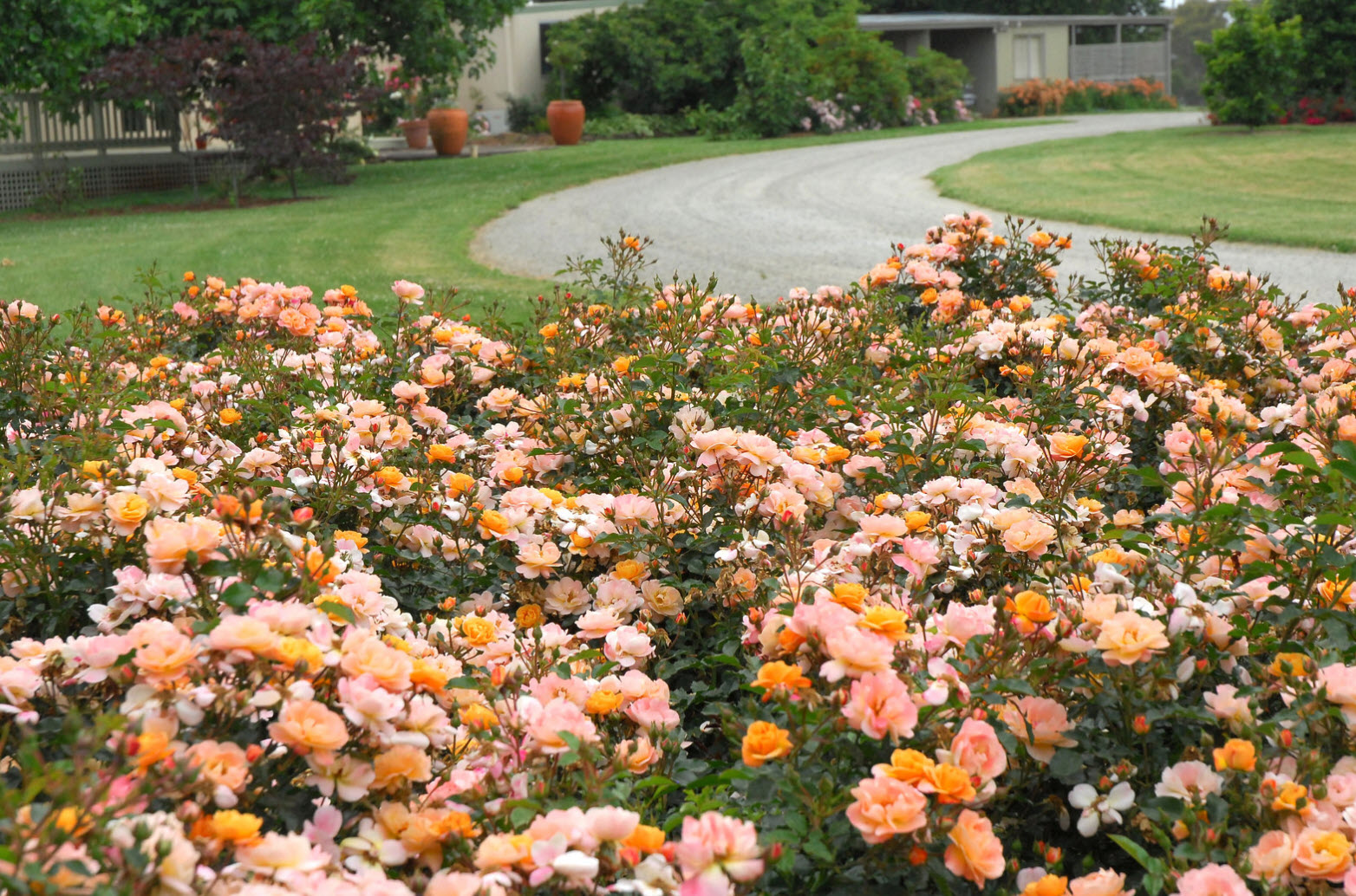1649071742 311 Discover the most important tips for caring for ground cover - Discover the most important tips for caring for ground cover roses