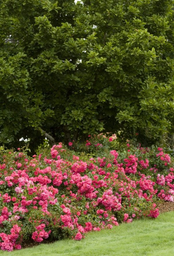 1649071742 860 Discover the most important tips for caring for ground cover - Discover the most important tips for caring for ground cover roses