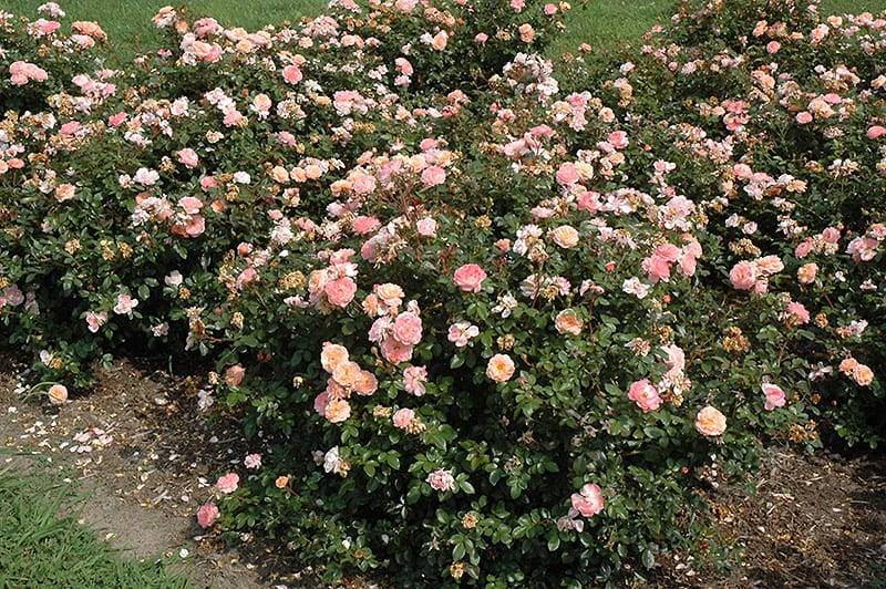 1649071743 505 Discover the most important tips for caring for ground cover - Discover the most important tips for caring for ground cover roses