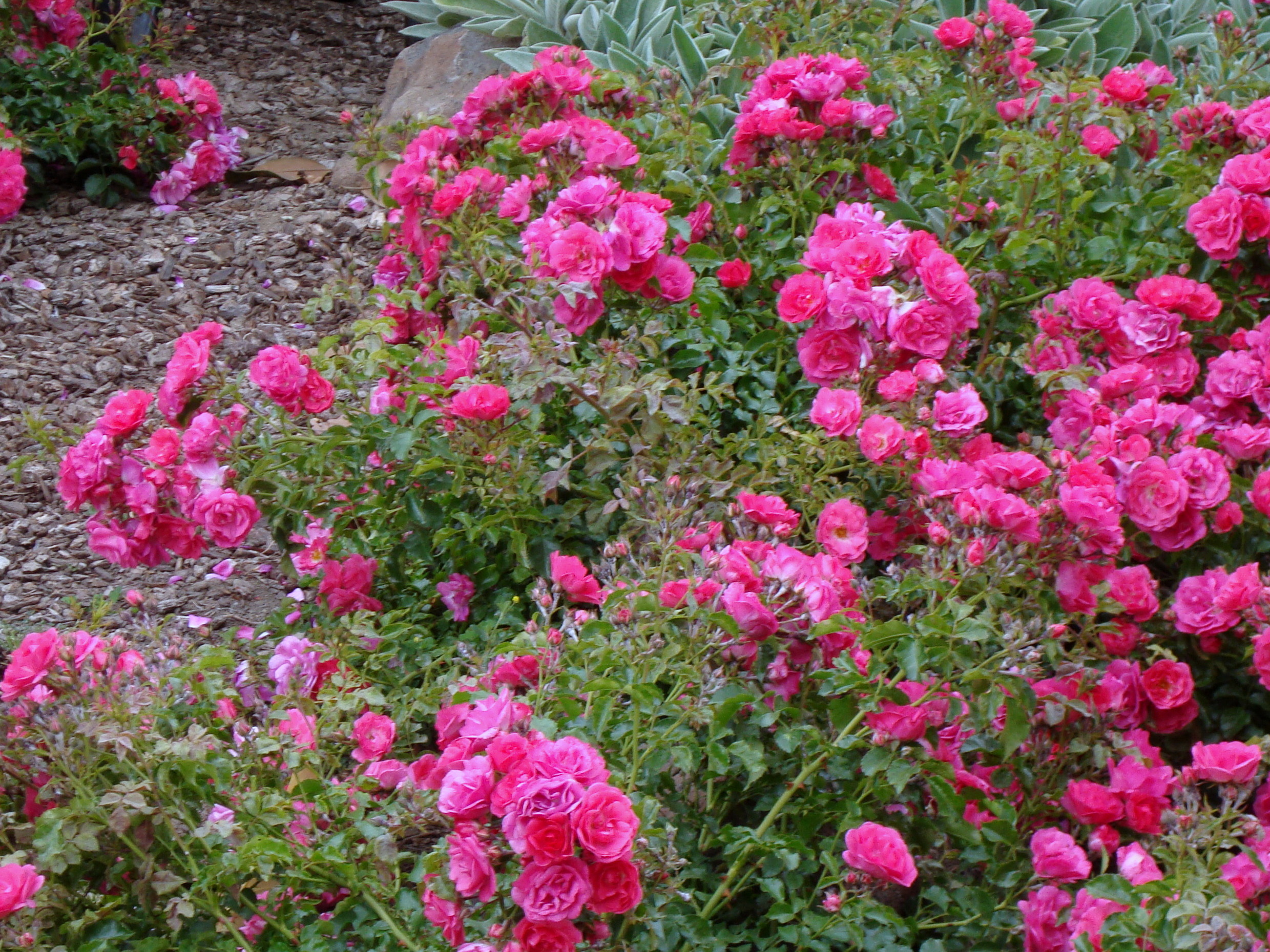 1649071745 700 Discover the most important tips for caring for ground cover - Discover the most important tips for caring for ground cover roses