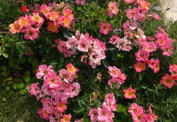 1649071746 23 Discover the most important tips for caring for ground cover - Discover the most important tips for caring for ground cover roses