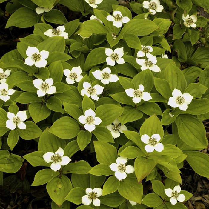 1649081875 26 Ground covers that bloom all summer 20 fresh ideas - Ground covers that bloom all summer - 20 fresh ideas for next summer