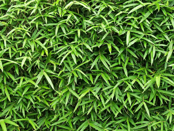1649087575 944 Fast Growing Hedge 5 of the best hedge plants - Fast Growing Hedge - 5 of the best hedge plants for a lively privacy screen in the garden