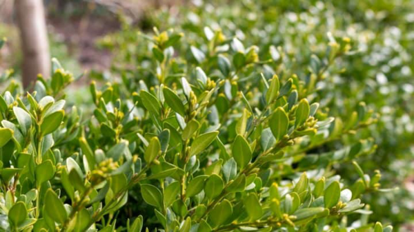 1649087577 511 Fast Growing Hedge 5 of the best hedge plants - Fast Growing Hedge - 5 of the best hedge plants for a lively privacy screen in the garden