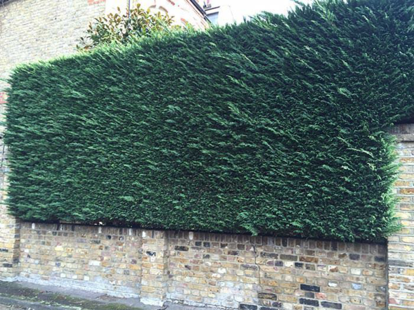 1649087579 927 Fast Growing Hedge 5 of the best hedge plants - Fast Growing Hedge - 5 of the best hedge plants for a lively privacy screen in the garden