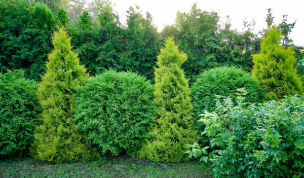 1649087580 706 Fast Growing Hedge 5 of the best hedge plants - Fast Growing Hedge - 5 of the best hedge plants for a lively privacy screen in the garden