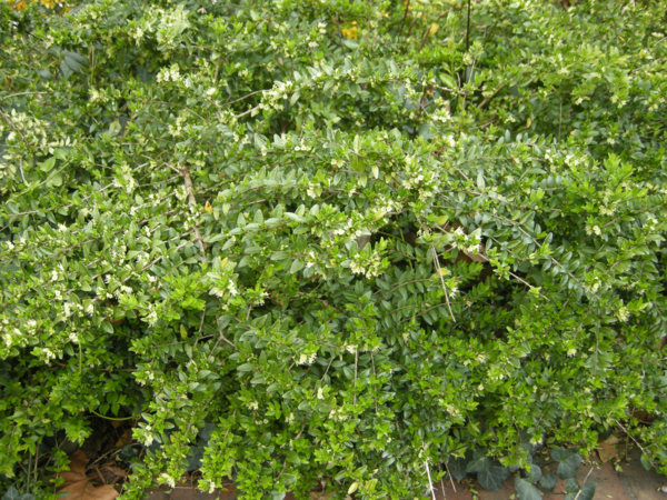 1649087582 923 Fast Growing Hedge 5 of the best hedge plants - Fast Growing Hedge - 5 of the best hedge plants for a lively privacy screen in the garden