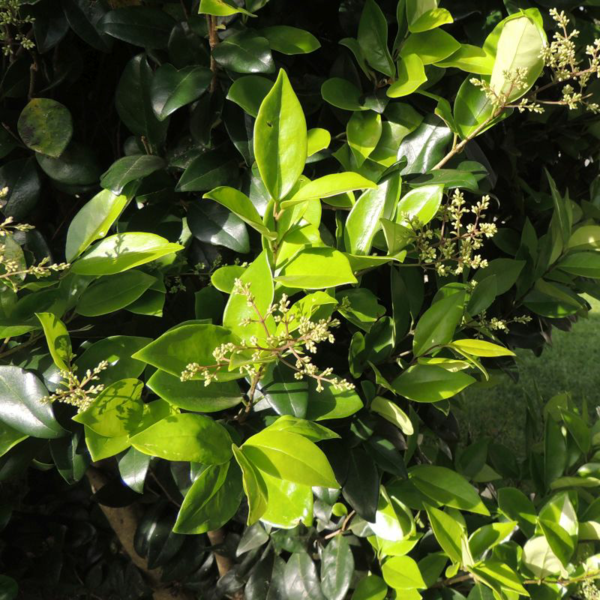 1649087583 621 Fast Growing Hedge 5 of the best hedge plants - Fast Growing Hedge - 5 of the best hedge plants for a lively privacy screen in the garden