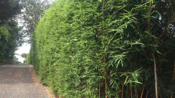 1649087584 644 Fast Growing Hedge 5 of the best hedge plants - Fast Growing Hedge - 5 of the best hedge plants for a lively privacy screen in the garden