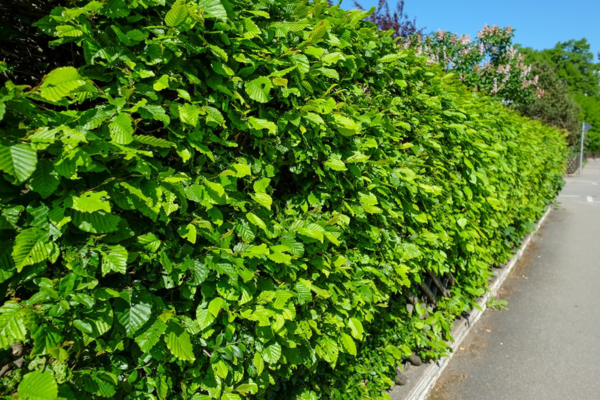 1649087585 372 Fast Growing Hedge 5 of the best hedge plants - Fast Growing Hedge - 5 of the best hedge plants for a lively privacy screen in the garden