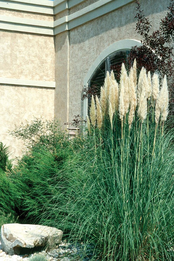 1649108749 570 Pampas grass care tips and interesting facts about the - Pampas grass care - tips and interesting facts about the boho ornamental grass