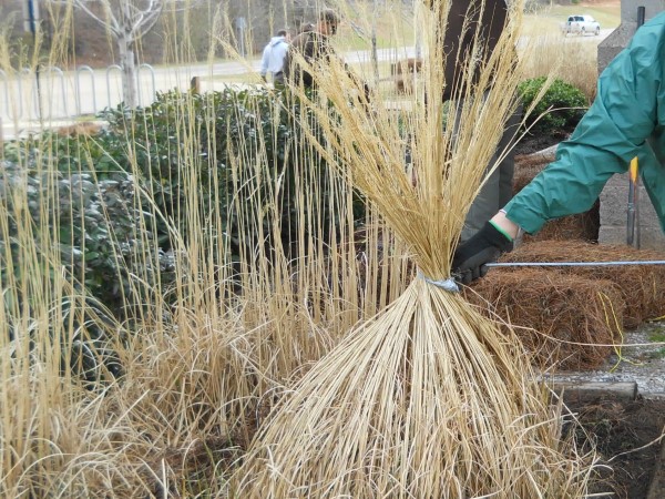 1649108750 579 Pampas grass care tips and interesting facts about the - Pampas grass care - tips and interesting facts about the boho ornamental grass