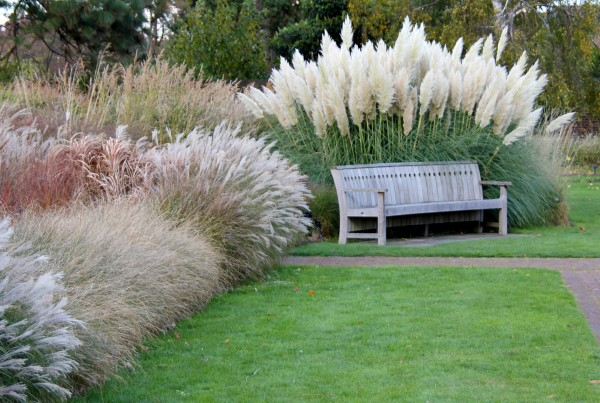 1649108750 65 Pampas grass care tips and interesting facts about the - Pampas grass care - tips and interesting facts about the boho ornamental grass