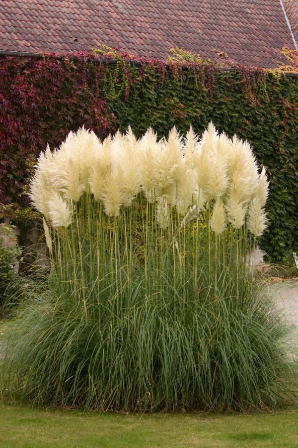 1649108757 802 Pampas grass care tips and interesting facts about the - Pampas grass care - tips and interesting facts about the boho ornamental grass