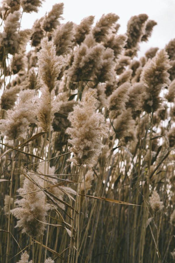 1649108758 988 Pampas grass care tips and interesting facts about the - Pampas grass care - tips and interesting facts about the boho ornamental grass