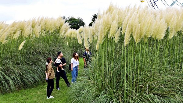 1649108759 482 Pampas grass care tips and interesting facts about the - Pampas grass care - tips and interesting facts about the boho ornamental grass