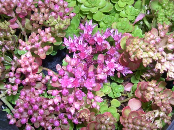 1649125221 546 Flowering groundcovers These 20 plants ensure gorgeous blooms in the - Flowering groundcovers: These 20 plants ensure gorgeous blooms in the garden