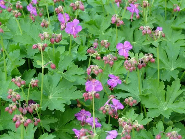 1649125226 662 Flowering groundcovers These 20 plants ensure gorgeous blooms in the - Flowering groundcovers: These 20 plants ensure gorgeous blooms in the garden