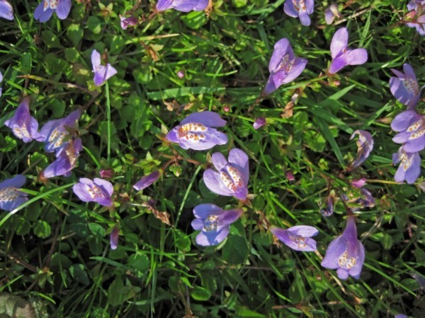 1649125230 787 Flowering groundcovers These 20 plants ensure gorgeous blooms in the - Flowering groundcovers: These 20 plants ensure gorgeous blooms in the garden