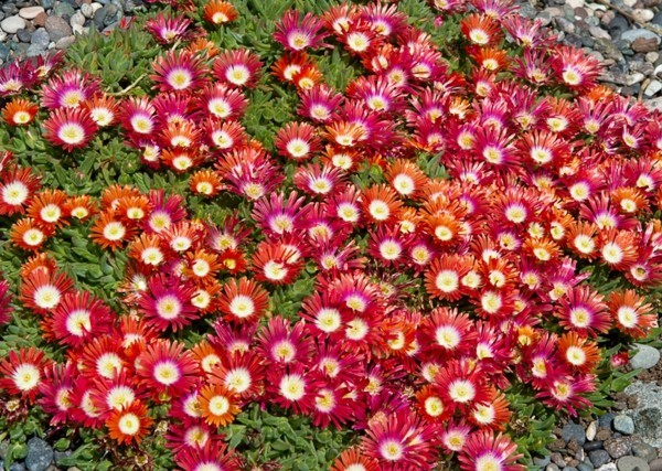 1649125232 725 Flowering groundcovers These 20 plants ensure gorgeous blooms in the - Flowering groundcovers: These 20 plants ensure gorgeous blooms in the garden