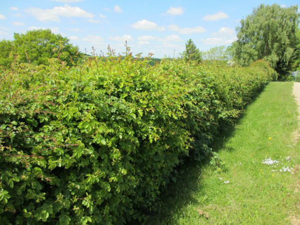 1649170308 898 Create a wild hedge for the sake of nature - Create a wild hedge for the sake of nature!