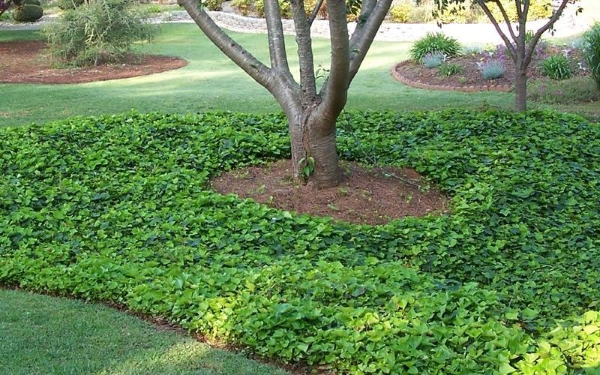 1649175785 255 Fast growing ground cover for an evergreen garden - Fast growing ground cover for an evergreen garden