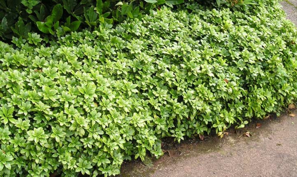 1649195870 537 Evergreen ground covers are a practical solution for the garden - Evergreen ground covers are a practical solution for the garden