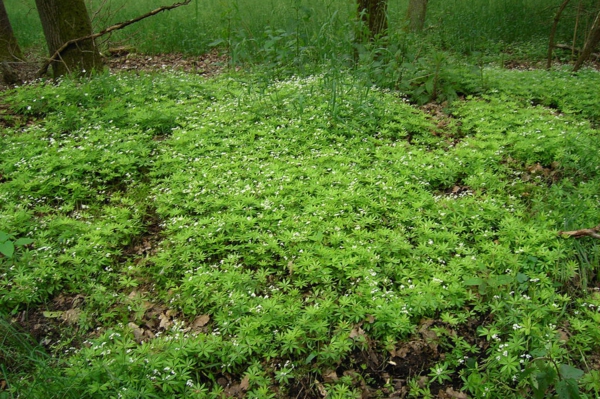 1649195874 200 Evergreen ground covers are a practical solution for the garden - Evergreen ground covers are a practical solution for the garden