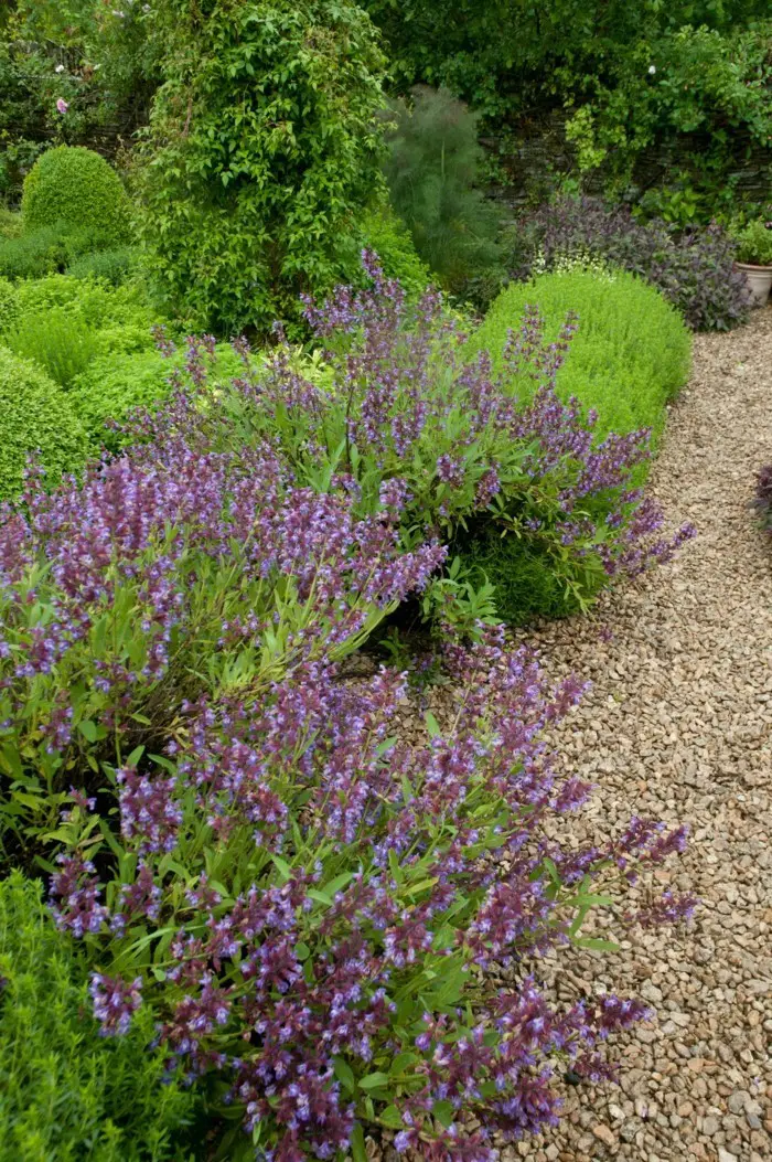 1649237606 322 Bordering beds with plants Which herbs perennials and flowers are - Bordering beds with plants: Which herbs, perennials and flowers are suitable for this