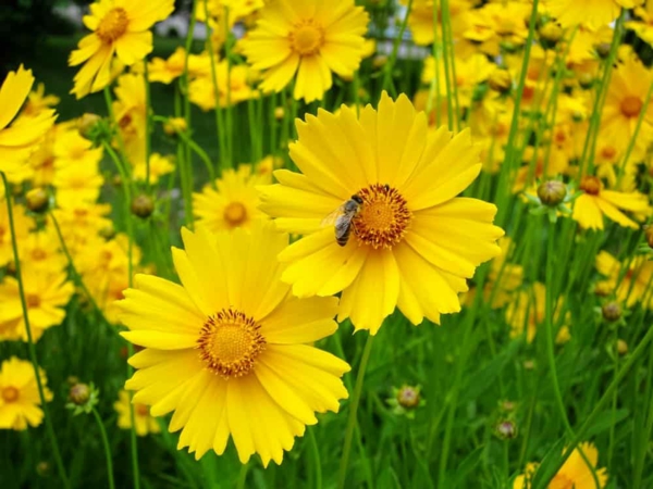 1649242521 388 5 bee friendly perennials that support bees and add blooms to - 5 bee-friendly perennials that support bees and add blooms to the garden