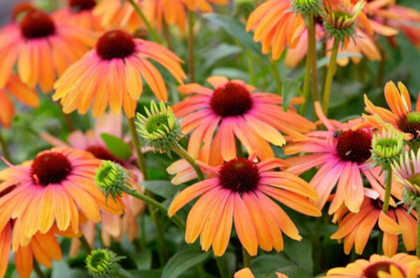 1649242523 825 5 bee friendly perennials that support bees and add blooms to - 5 bee-friendly perennials that support bees and add blooms to the garden